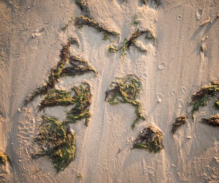Sand background texture.Sandy backdrop ready for design