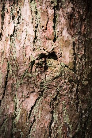Old wooden texture background. Old wood texture ready for design. Tree bark