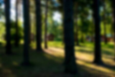 Abstract nature background. Image of trees in summer forest. Intentional motion blurの写真素材