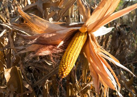 Ripe maize corn on the cob in the field in autumn sunny day