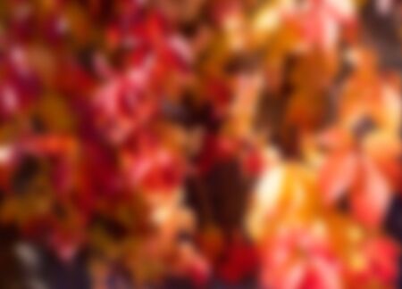 Abstract blurred background. Soft focus image of autumn parkの写真素材