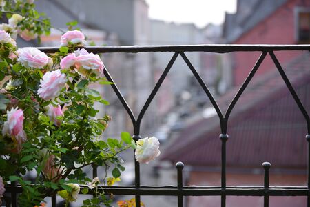 Close up of beautiful pink roses in the garden in  summer dayの写真素材
