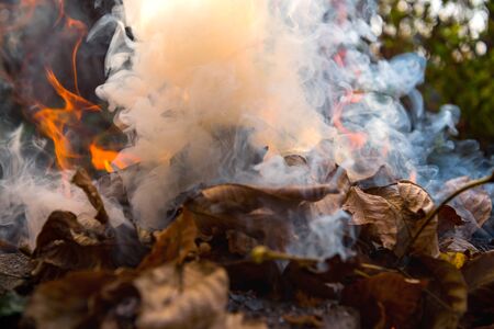 Burning fire of dried leaves.  Flames and smoke from burning leaves. Leaf burning is bad for the...