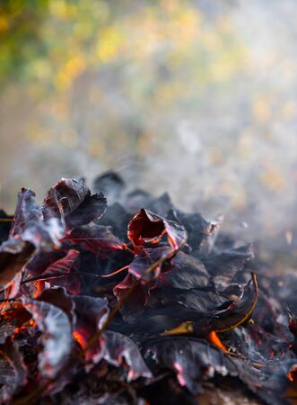Burning fire of dried leaves.  Flames and smoke from burning leaves. Leaf burning is bad for the environmentの写真素材