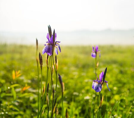 Wild blooming purple iris in spring. Wild iris field