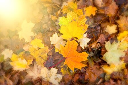 Fallen autumn leaves on the ground