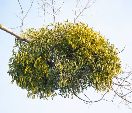 Mistletoe parasite plants on treesの写真素材
