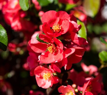 Japanese quince flowers. Chaenomeles, small red flowers in spring time in sunny dayの写真素材
