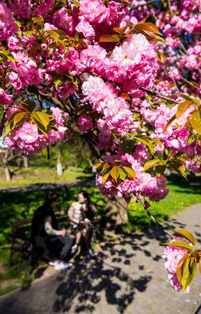 Pink Japanese cherry-tree blossom. Sakura. Cherry blossom branch with beautiful soft nature backgroundの写真素材