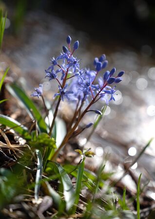 First spring flowers. Blue snowdrops in the spring forest