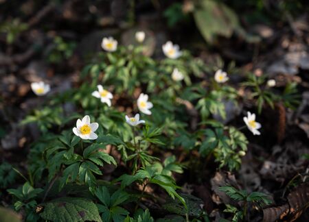 White anemone flowers growing in forest on spring sunny day. Early wild forest flowersの写真素材