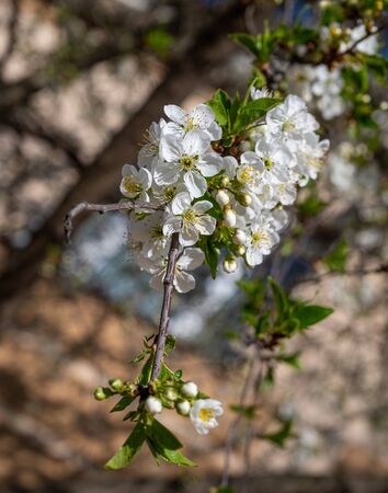 White flowers on the tree branches. Branches of blossoming tree. Beautiful floral image of spring natureの写真素材