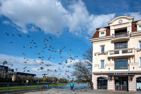 UZHHOROD, UKRAINE - APRIL 10, 2020: Pigeons on the square in the city center of Uzhhorod, Ukraineのeditorial素材