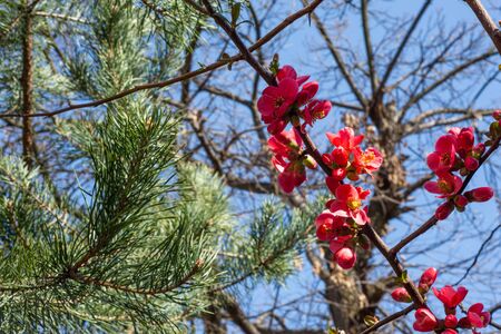 Japanese quince flowers. Chaenomeles, small red flowers in spring time in sunny day