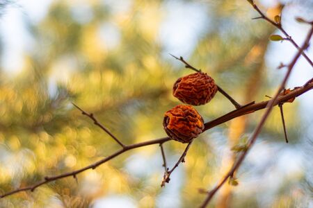 Dry fruits of japanese quince tree in sunny spring day