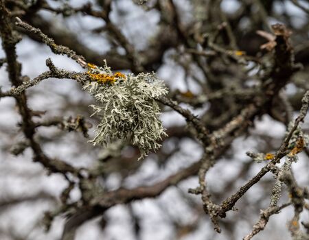 Lichen on tree branch in spring