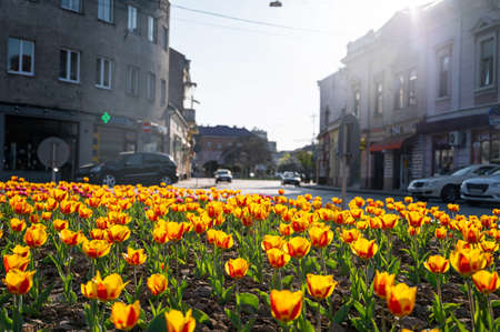 UZHHOROD, UKRAINE - APRIL 12, 2020: Flowerbed of tulips in a bright sunny day in the city Uzhhorod, Ukraineのeditorial素材