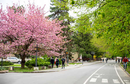 UZHHOROD,UKRAINE - APRIL19, 2020:  Blossoming pink sakura trees on the streets of city Uzhhorod, Ukraine. People enjoying the beautiful weather in the parkのeditorial素材