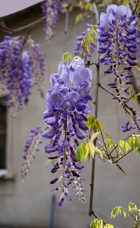 Flowering Wisteria plants. Beautiful purple wisteria in bloom ( Fabaceae Wisteria sinensis )の写真素材