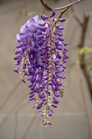 Flowering Wisteria plants. Beautiful purple wisteria in bloom ( Fabaceae Wisteria sinensis )の写真素材