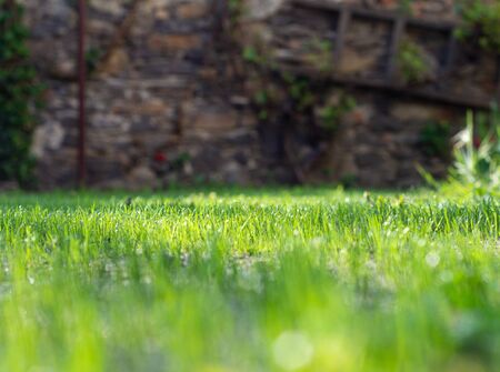 Sun shining on a green grass. Natural background texture