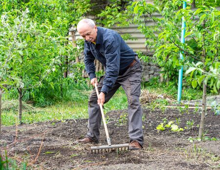 Spring seasonal gardening. Senior man with rake gardening in his garden