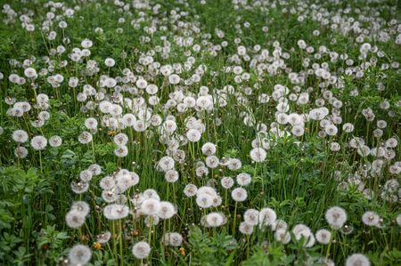 Field of dandelions,  natural backgroundの写真素材