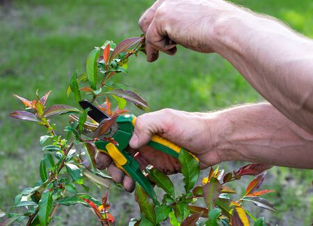 Spring seasonal gardening. Mans hands with secateurs cutting off bush branches