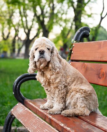American Cocker Spaniel sitting on a bench in the parkの写真素材
