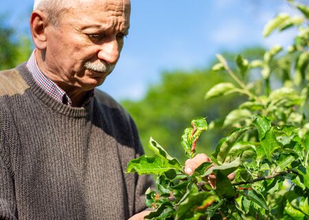 Farmer checking up condition of apple tree in the gardenの写真素材