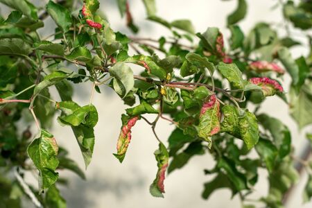 Rosy apple aphid (Dysaphis Plantaginea). Plant disease, Detail of affected leaf in spring