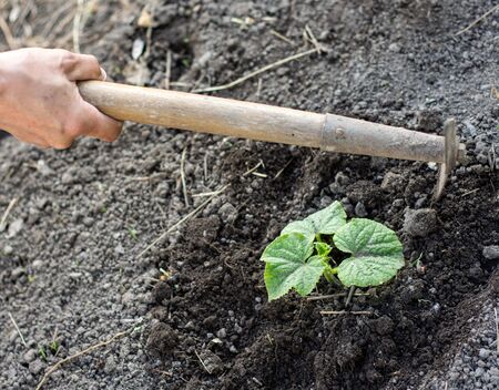 Man farmer working with hoe in vegetable garden, hoeing the soil near a cucumber plant