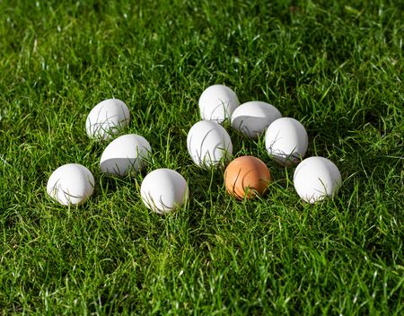 Fresh chicken eggs on a background of green grass