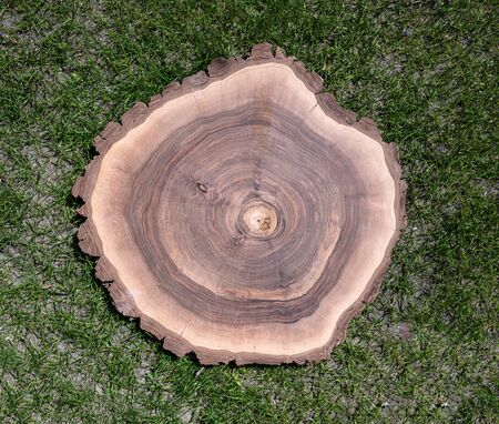 Cross section of tree trunk. Table blankの写真素材