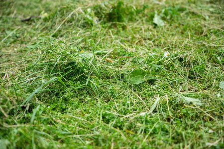 Freshly mowed grass filed. Natural backgroundの写真素材