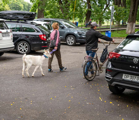 UZHHOROD, UKRAINE - JUNE 05, 2020: Woman leading a goat on a leash in the centre of Uzhhorod city, Ukraineのeditorial素材