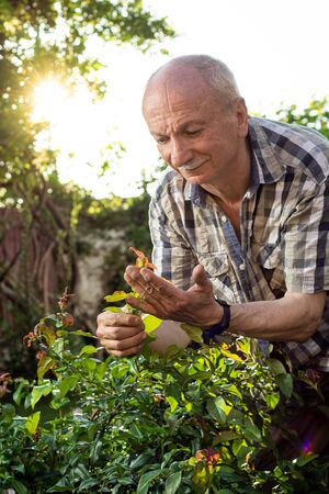 Summer seasonal gardening. Senior man with secateurs cutting off branches of bush in the garden