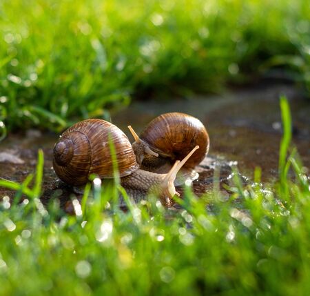 Two snails crawling on stone in the garden in sunny dayの写真素材
