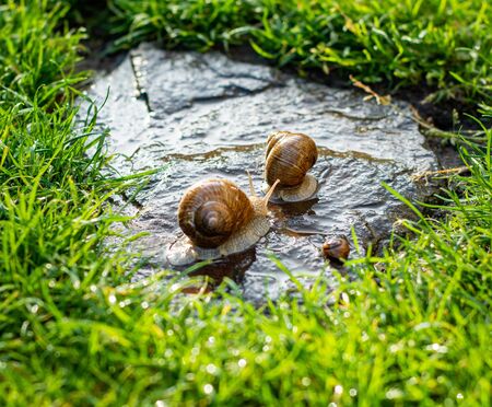 Two snails crawling on stone in the garden in sunny dayの写真素材