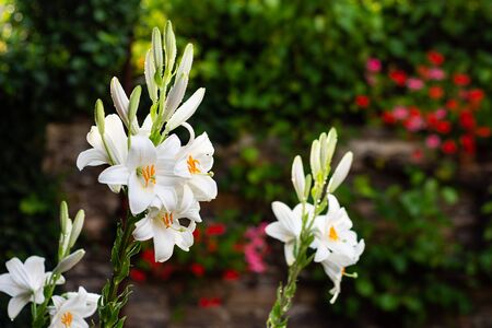 White lily in the garden. Lilium longiflorumの写真素材