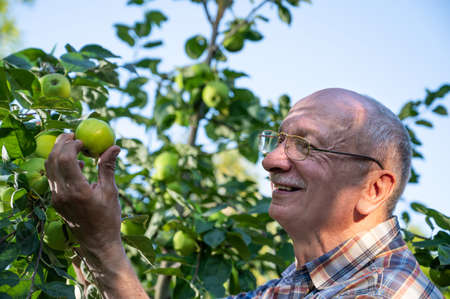 Farming concept. The farmer checking the quality of the new apple harvest in the orchardの写真素材