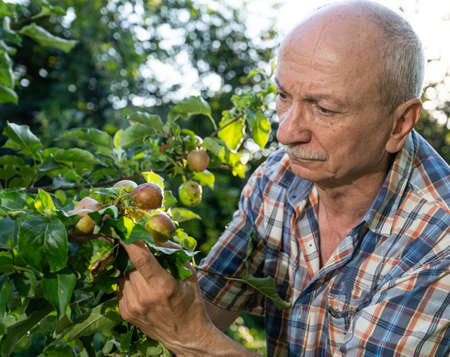 Farming concept. The farmer checking the quality of the new apple harvest in the orchard