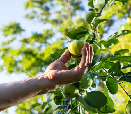 Farming concept. The farmer checking the quality of the new apple harvest in the orchardの写真素材