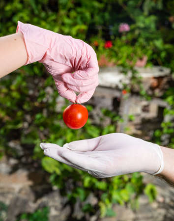 Woman in pink gloves giving tomato to a man in white gloves outdoors