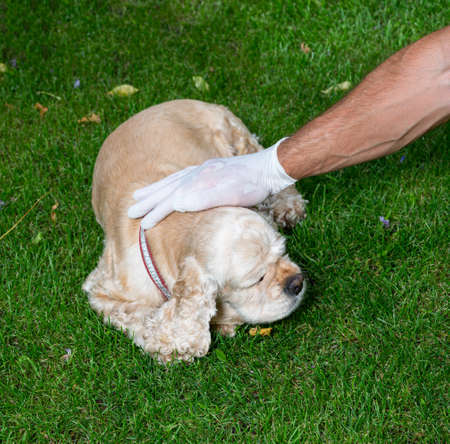 Man in gloves petting his dog in the gardenの写真素材