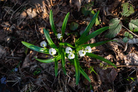 First spring flowers. Spring snowdrops flowers blooming in the forest