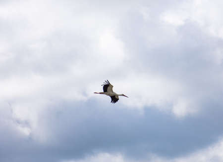 Wild stork flying high in the sky