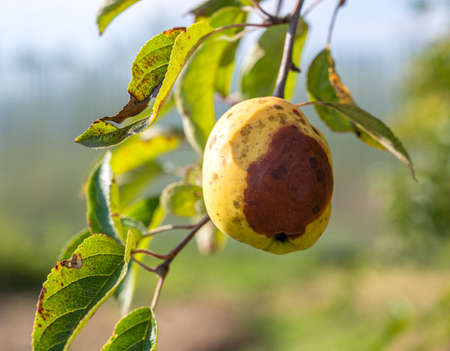 Plant diseases. Monilinia fructigena. Fruit rot. Infected apples grow on a tree branch in the orchardの写真素材
