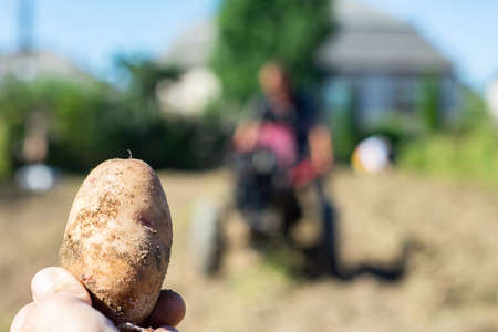 Close up of potato in hand  in front of tractor working in backgroundの写真素材