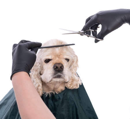 Professional care for a dog. Groomer holding tools in handsの写真素材